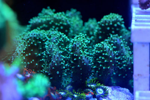 neon green devil's finger coral