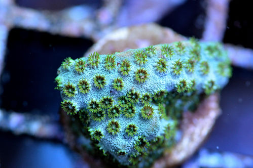 AE frost burst cyphastrea