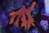 SPS CORAL